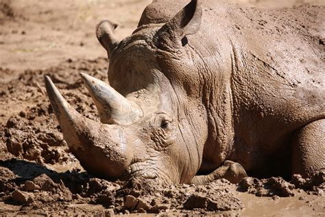 cant get cleaner wallowing in the mud|animals that wallowing in mud.